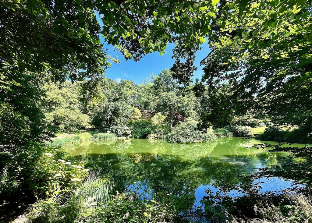 un des innombrables "tableaux paysagers" qui composent les Jardins de Kerdalo. Ici, vue d'un étang avec la végétation luxuriante tout autour qui se reflète à la surface. Nous avons là toute une palette de verts.