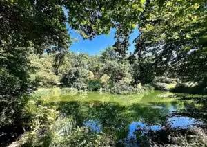 un des innombrables "tableaux paysagers" qui composent les Jardins de Kerdalo. Ici, vue d'un étang avec la végétation luxuriante tout autour qui se reflète à la surface. Nous avons là toute une palette de verts.